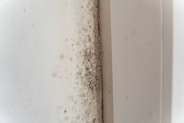 Professional Mold Inspection, Removal & Remediation in Milledgeville, GA